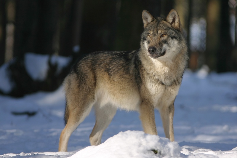 wolves, enclosure, animal wildlife, mammal, one animal, portrait, zoo, focus on foreground, animal themes, brown, winter, tree, animal, european wolf, canis lupus