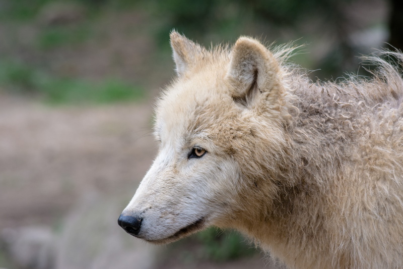 side view, vertebrate, animal, pack animal, white wolf, looking, domestic, european wolf, close-up, animal wildlife, outdoors, wolf, nature, creature, mammal