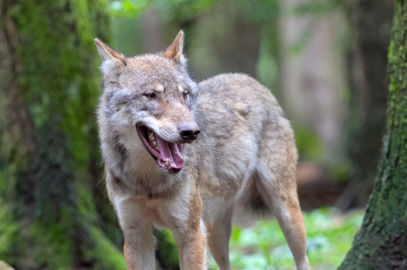 tree, predator, european wolf, portrait, animal, vertebrate, deer park, wolf, focus on foreground, mammal, zoo, outdoors, no people, closeup, animals in the wild
