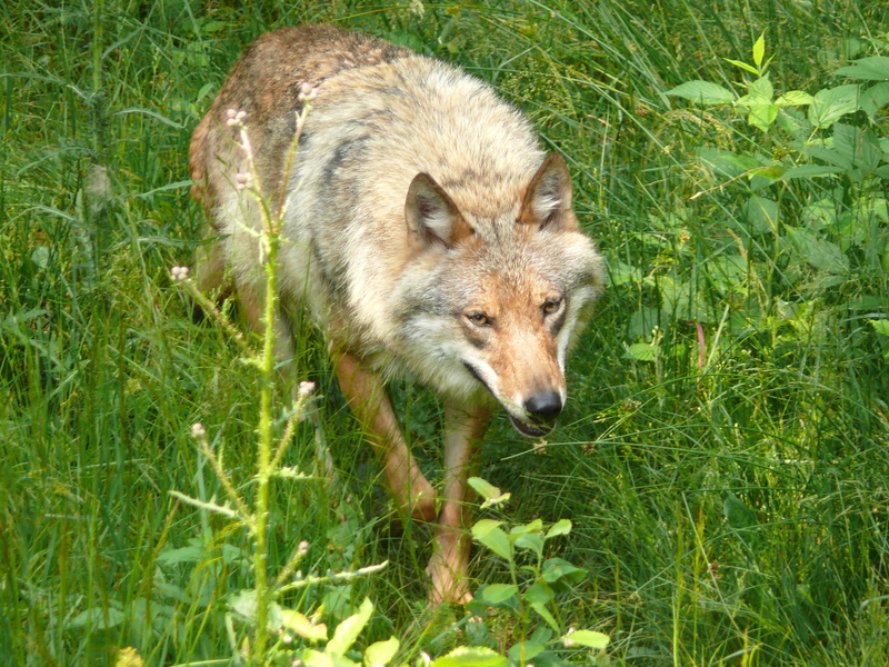 vertebrate, green color, 2K, wild animal, animal wildlife, animal themes, attention, wolves, furry, hundeartig, eyes, carnivores, wolf, high angle view