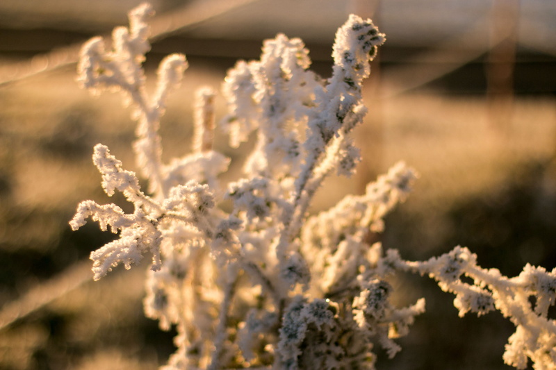tree, 4K, selective focus, gruet, food, morning, growth, day, cold temperature, close-up, plant, sunrise, winter, outdoors, flower, agriculture, food and drink