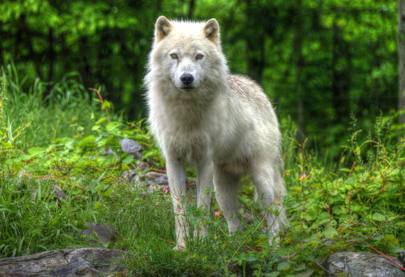 mammal, grass, day, 2K, fauna, wolf, nature, animal themes, vertebrate, travel, animals in the wild, plant, canada, land, white wolf, no people, front view