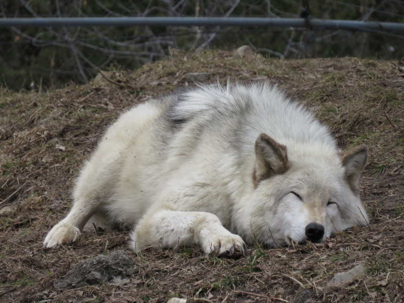 day, furry, sweet, no people, parc omega, relaxed, animals in the wild, winter, resting, animal themes, snout, vertebrate, land, white color, canine, fur