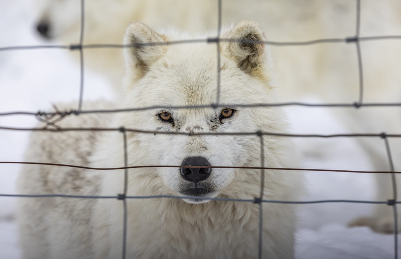 wolf, loup, focus on foreground, vertebrate, montebello, wildlife, dog, animal wildlife, quebec, white dog, fence, pet, one animal, arctic wolf, boundary