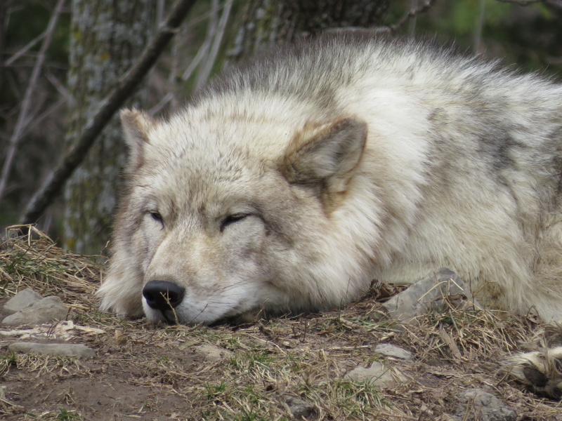 looking, wolf, close-up, nature, tree, animal themes, sleeping, fur, rest, forest, snout, animals in the wild, outdoors, tired, parc omega, animal head