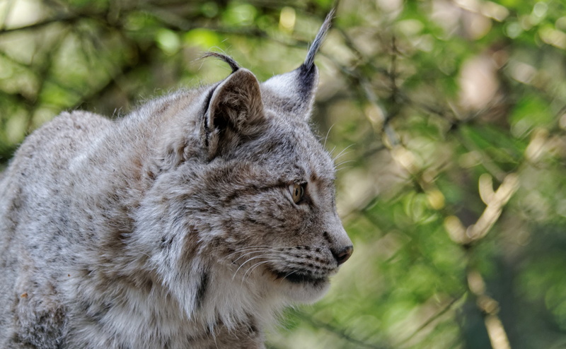 animal head, close-up, focus on foreground, no people, animal wildlife, haired, animal body part, animals in the wild, day, cat, pets, animal themes, domestic animals