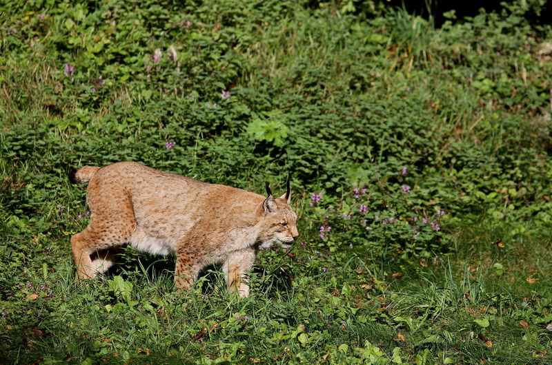 day, eurasischer lynx, outdoors, animals in the wild, green color, land, cat, one animal, animal, nature, 4K, vertebrate, no people, mammal, predator
