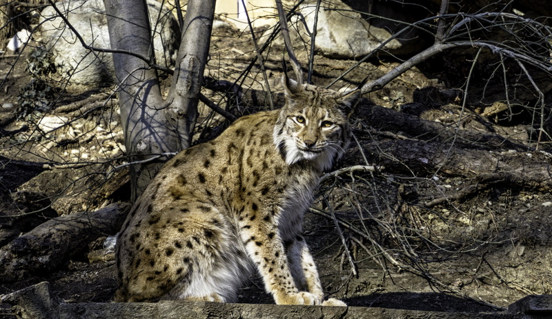 animal, pets, eurasischer lynx, domestic, one animal, wild, tired, vertebrate, portrait, mammals, attention, 2K, day, mammal, domestic animals, concerns