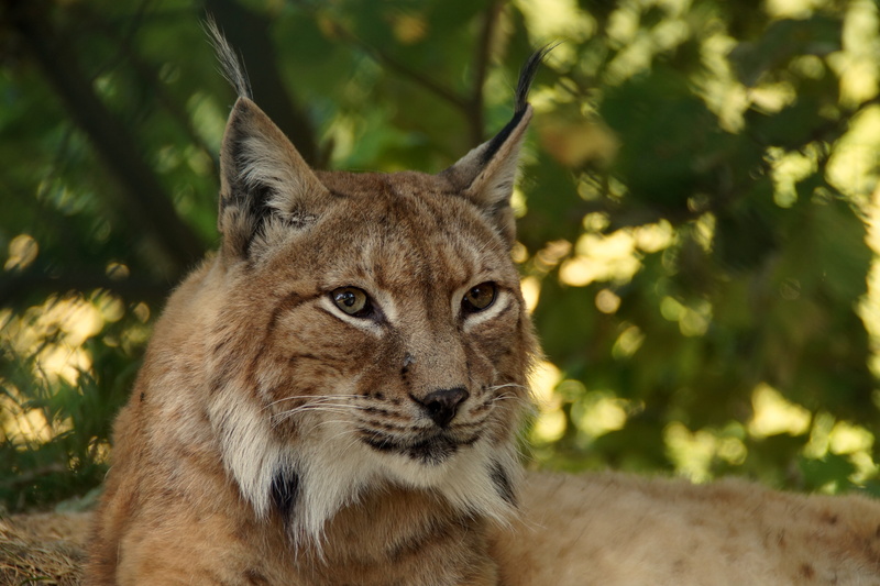 carnivore, tree, animal themes, animals Hunting, predator, wild, portrait, close-up, attention, fur, animal, focus on foreground, bobcat, tiger, 5K, felidae