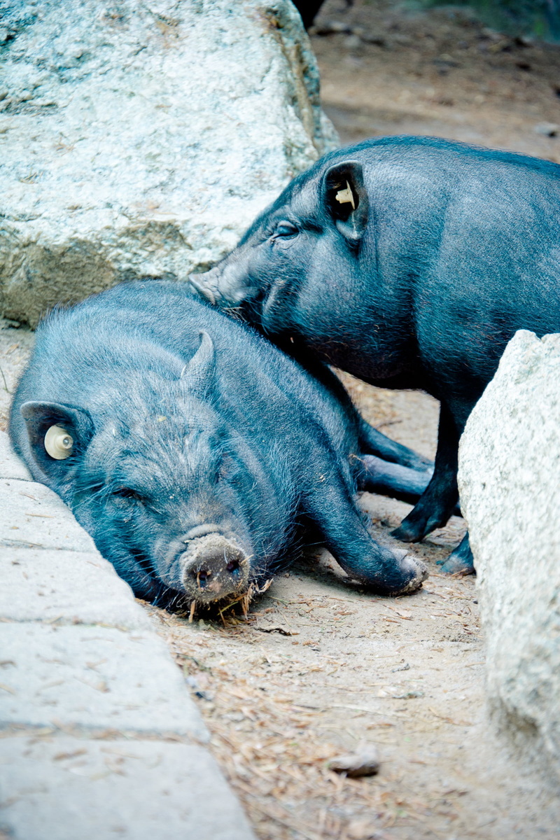 two animals, sow, nature, zoo, snuggle, animal themes, resting, rock - object, pot bellied pig, pig, sleeping, group of animals, relaxation, rock, close-up