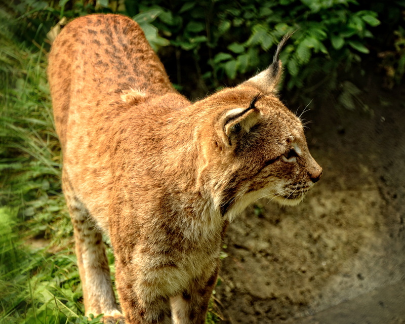 profile view, animal wildlife, animal head, lynx, predator, pets, close-up, animals in the wild, wild animals, animal portrait, wild, lion - feline, focus on foreground
