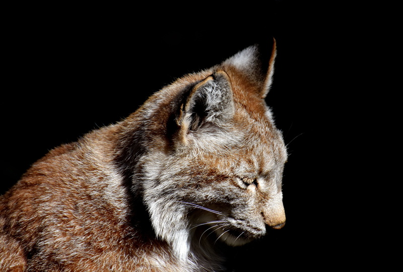 one animal, profile view, wildlife photography, lynx, mammals, night, animal head, vertebrate, animal portrait, domestic cat, whisker, animal themes, black