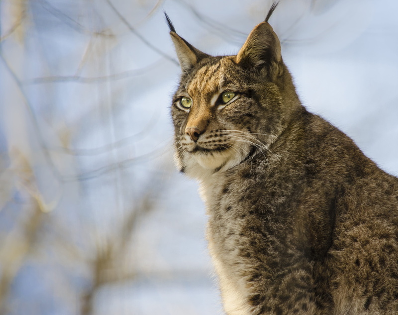 hunter, cat, nature, brown, domestic animals, focus on foreground, pets, domestic, animal world, animal, purry, mammal, animal head, 4K, eurasischer lynx