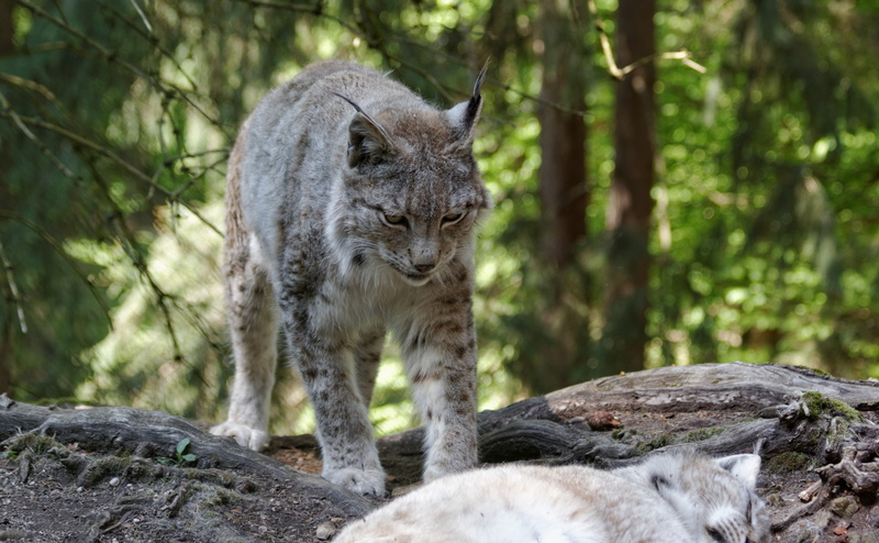 eurasischer, eurasian, Animals, Wild, 4K, lynx, luchs