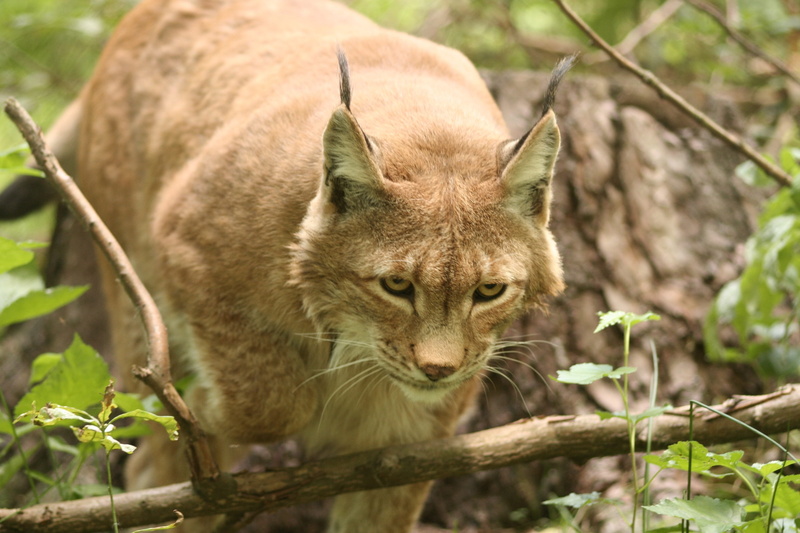 2K, one animal, portrait, animal themes, animal wildlife, mammal, animals, feline, wildcat, felidae, animals in the wild, tree, branch, plant, land, lynx lynx