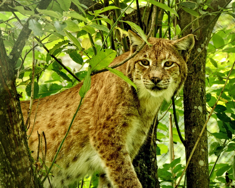 hunter, cat, fur, animal wildlife, wild animals, carnivora, big cat, looking at camera, undomesticated cat, nature, wild, one animal, animal, plant, portrait