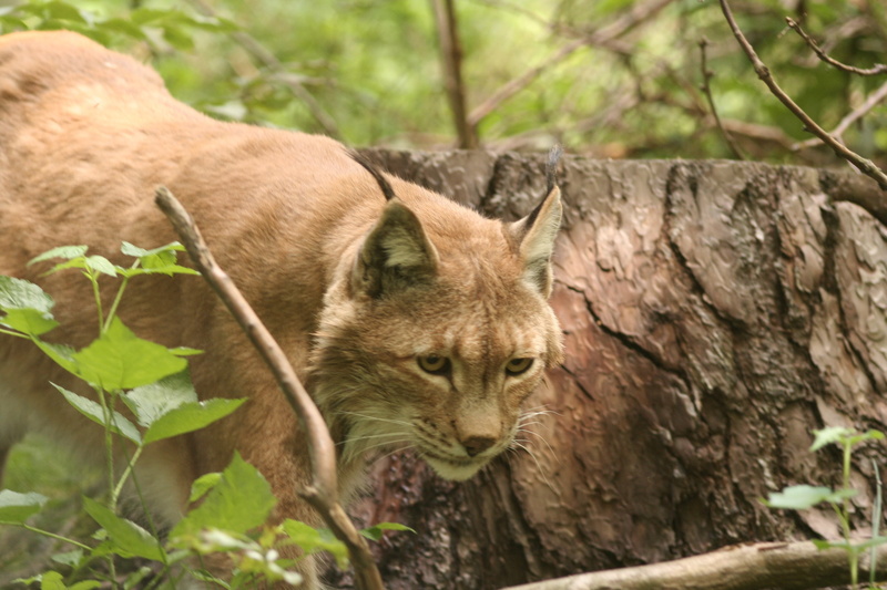 wildcat, halbwüchsig, mammal, eurasischer lynx, attention, animals Hunting, vertebrate, animal themes, day, tree, rock - object, nature, mammals, lynx