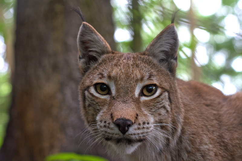 whisker, animal head, tree, looking, animal eye, animals in the wild, focus, forest, feline, land animal, day, mammal, domestic animals, animal wildlife