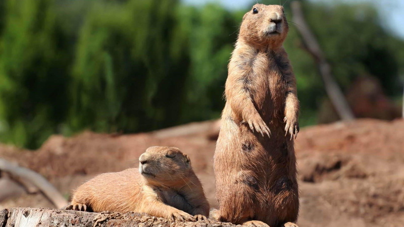 1080P, rodents, gopher, animals, vigilance, sand