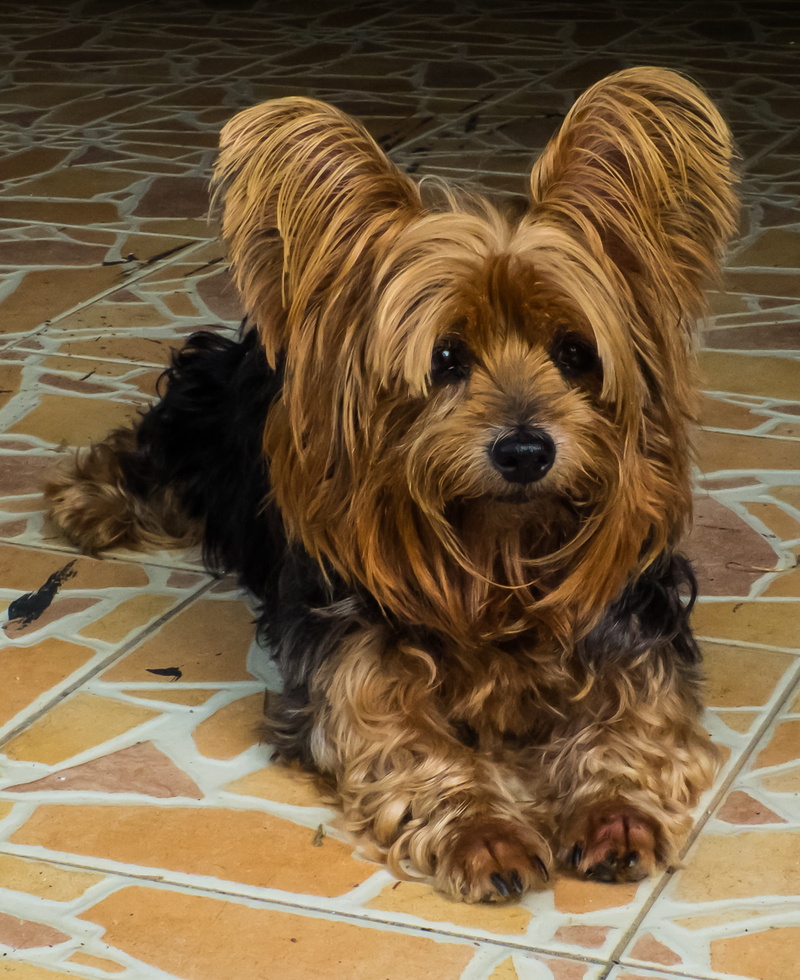 home interior, pets, Yorkshire Terrier, high angle view, brown, Dog, tan, vigilant dog, terrier, indoors, canine, animal, photo, domestic animals, one animal