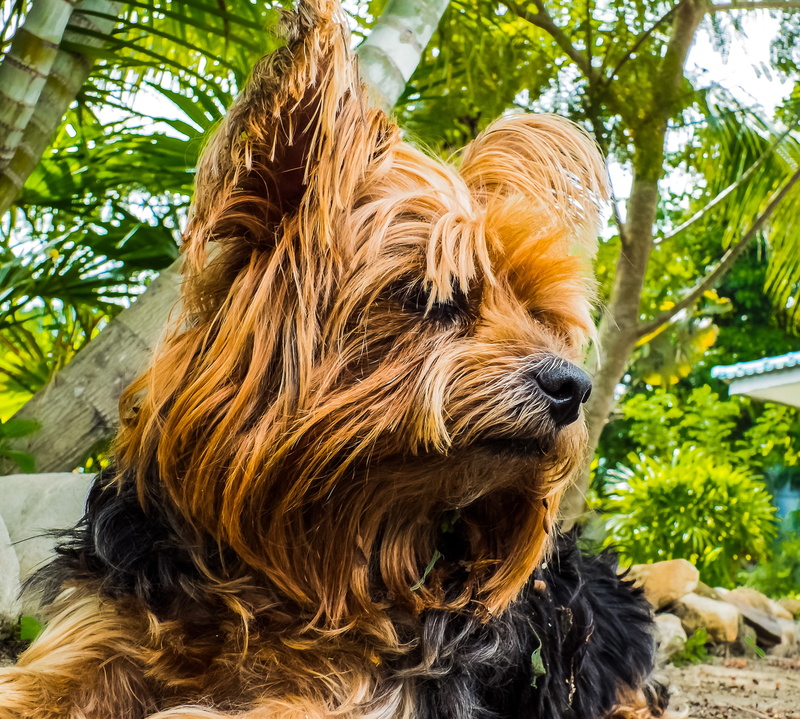 pets, nature, animal head, animal themes, 2K, vigilant dog, close-up, animal, vertebrate, small, yorkshire terrier, no people, brown, one animal, looking away