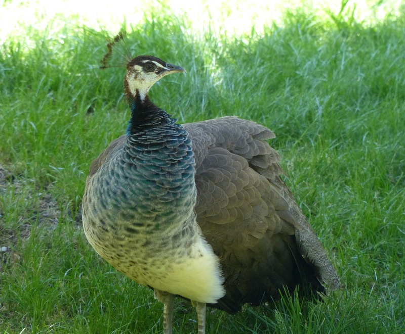 field, gosling, beauty in nature, vertebrate, land, animals in the wild, growth, green color, close-up, 2K, animal, pheasant-like, vigilant, animal themes