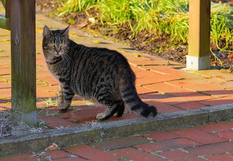 silver, brick, footpath, one animal, animal, whisker, domestic, vertebrate, feline, pavement, watch, noble, 2K, no people, day, outdoors, vigilant, tabby