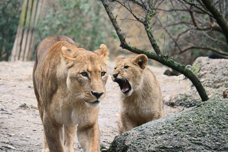 outdoors, nature, hunt, wildcat, pride, animal, no people, tree, feline, vigilant, plant, cub, animal themes, day, animals, two animals, vertebrate, group of animals