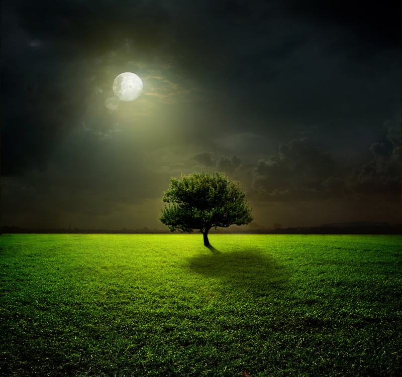 light - Natural Phenomenon, full moon, cloud - Sky, tranquility, scenics, sunset, sunrise - Dawn, backgrounds, land, environment, forest, tree, scenics - nature