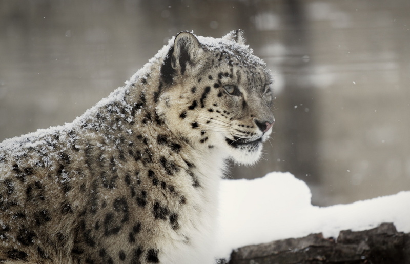 white, wild cat, leopard, snow leopard, predator, 2K, snout, snow, winter