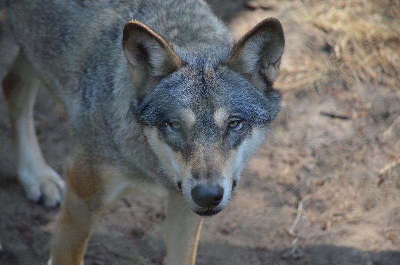 looking at camera, predator, deer park, no people, 4K, wolf, wild animal, nature, portrait, vertebrate, wildlife park, one animal, focus on foreground