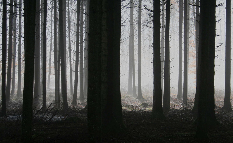no people, non-urban scene, plantation, coniferous tree, firs, landscape, twilight, day, tree trunk, log, tribe, gloomy, autumn, trunk, tranquil scene