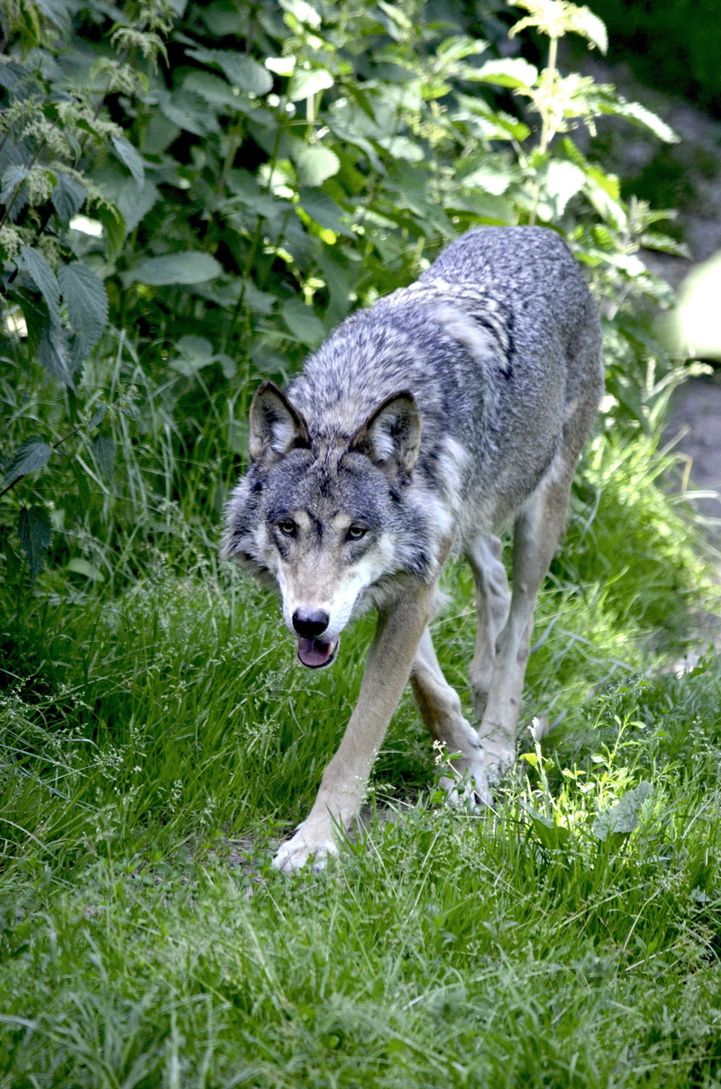 day, gray, animal themes, wolf, animal, wild animal, plants, predator, grass, mammal, domestic animals, one animal, outdoors, plant, animal wildlife, near