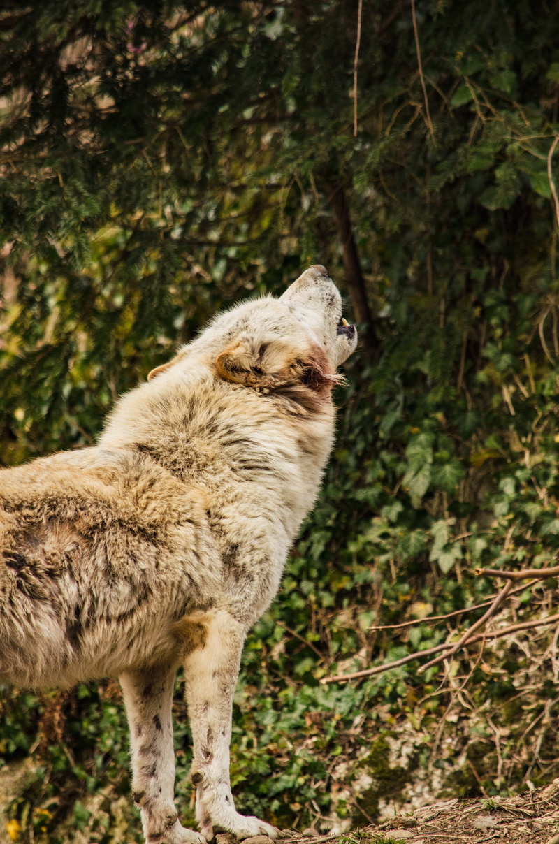 white wolf, canine, land, no people, rudel behave, zoo, tiergarten, tree, animal, animal themes, forest, standing, wolf, day, view, domestic, pets, mammal