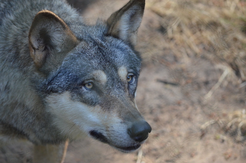 one animal, animal wildlife, looking, wolfdog, nature, close-up, wild animal, animal body part, survival, predator, bad wolf, vertebrate, mammal, animals in the wild