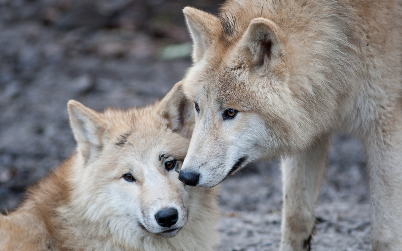animal head, wolf, focus on foreground, black, no people, white, animal wildlife, outdoors, pets, togetherness, group of animals, animal family, close-up