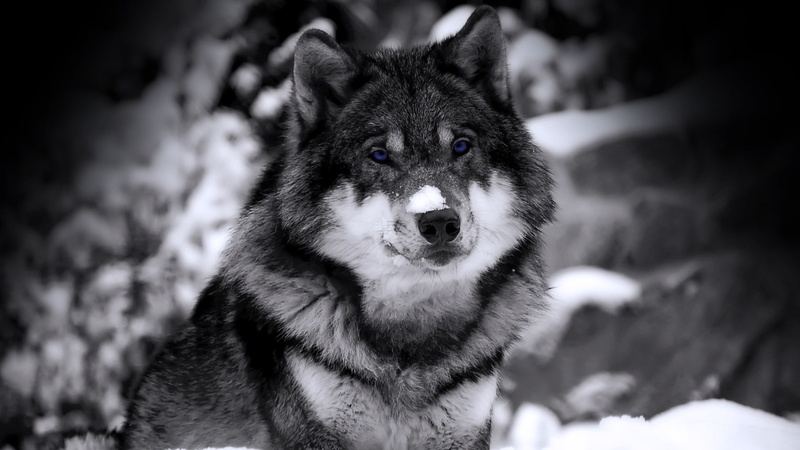 pets, nature, snow, focus on foreground, one animal, winter, domestic, cold temperature, animals, animal, no people, outdoors, dog, animal head, canine