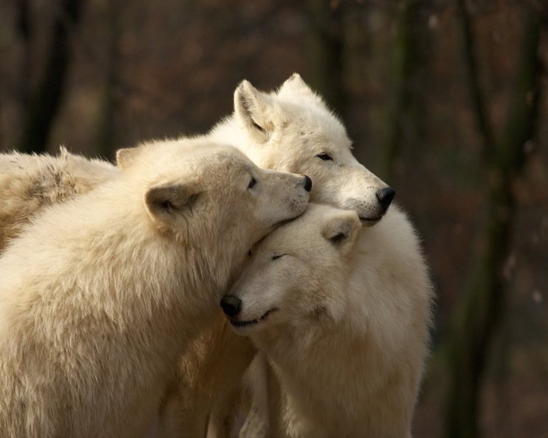 animal family, day, close-up, wolf, mammal, white color, forest, land, focus on foreground, animals in the wild, group of animals, animal, vertebrate, two animals