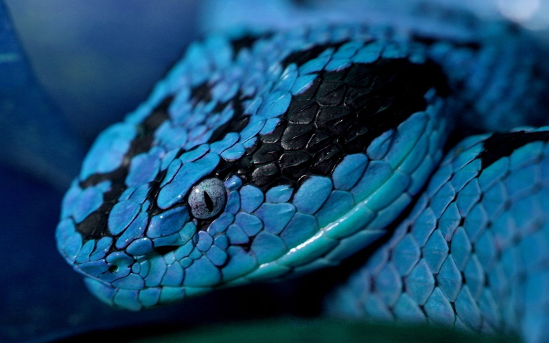 close-up, vertebrate, animal body part, animal Skin, snake, blue, animals in captivity, one animal, macro, endangered Species, poisonous, eye, animal head