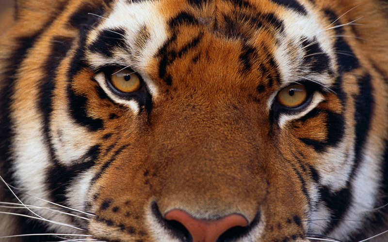animal themes, portrait, 1080P, animal eye, endangered species, no people, looking at camera, animals in the wild, feline, one animal, striped, close-up