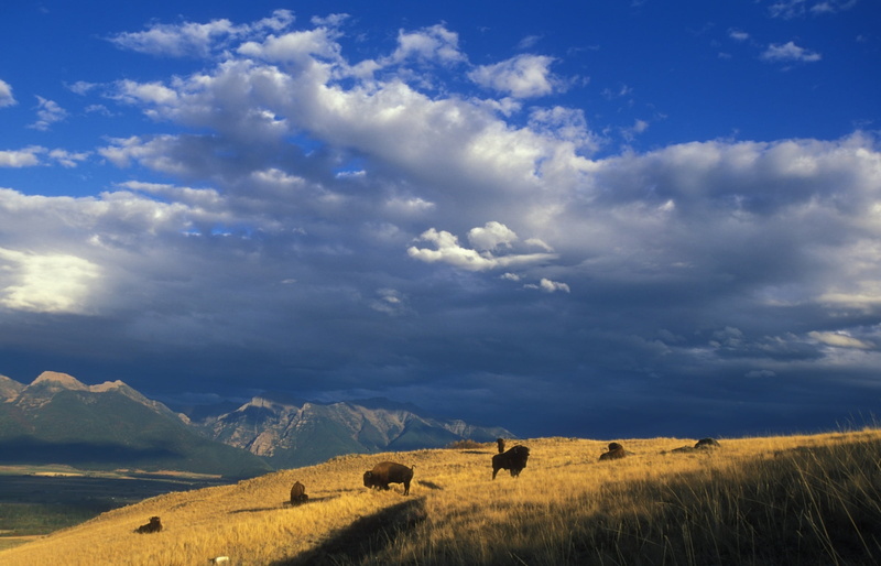 sky, nature, tranquility, panorama, prairie, bale, national bison range, food, outdoors, herd, meadow, landscape, beasts, horns, field, fur, steaks, tranquil scene