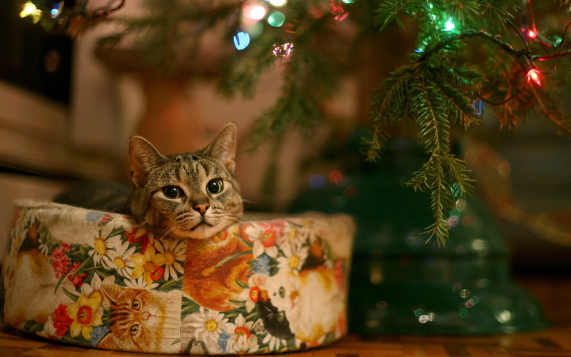 New Year, 2K, lights, bokeh, leaves, animals, cat, Christmas