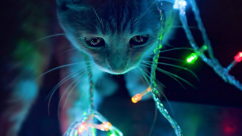 merry christmas, 1080P, celebration, christmas, christmas light, cat
