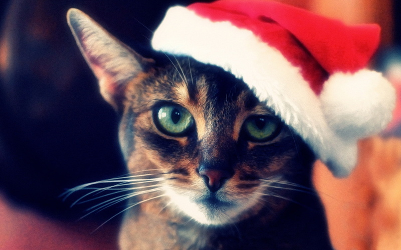Cat, Christmas, fur, brown, 1080P, Like, black