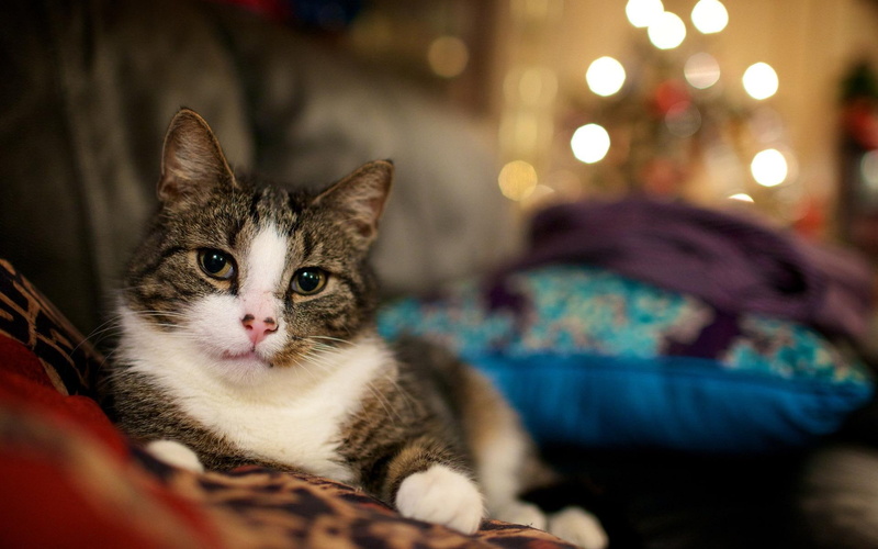 animals, christmas, relaxed, tree, pillows, 1080P, music, cats, white, paws, ears, brown