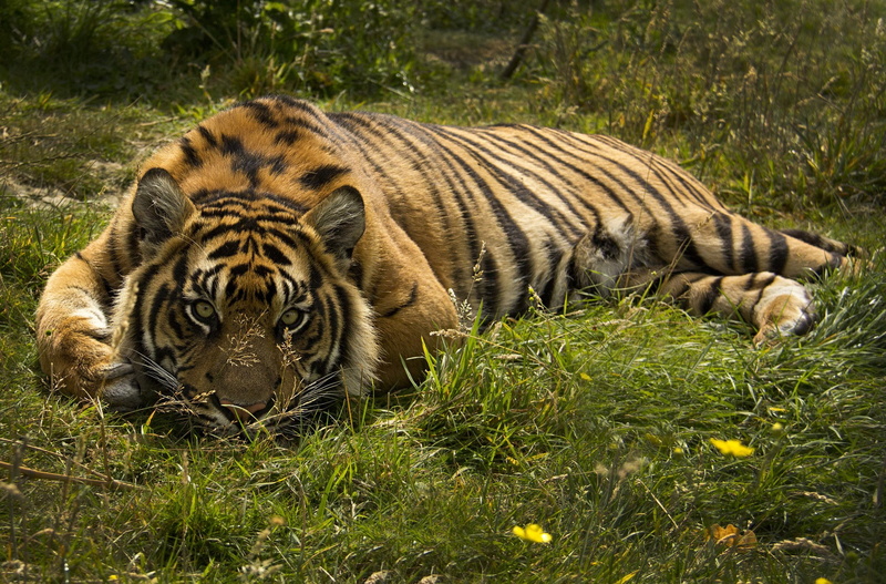 panthera, Panthera tigris, 1080P, tigris