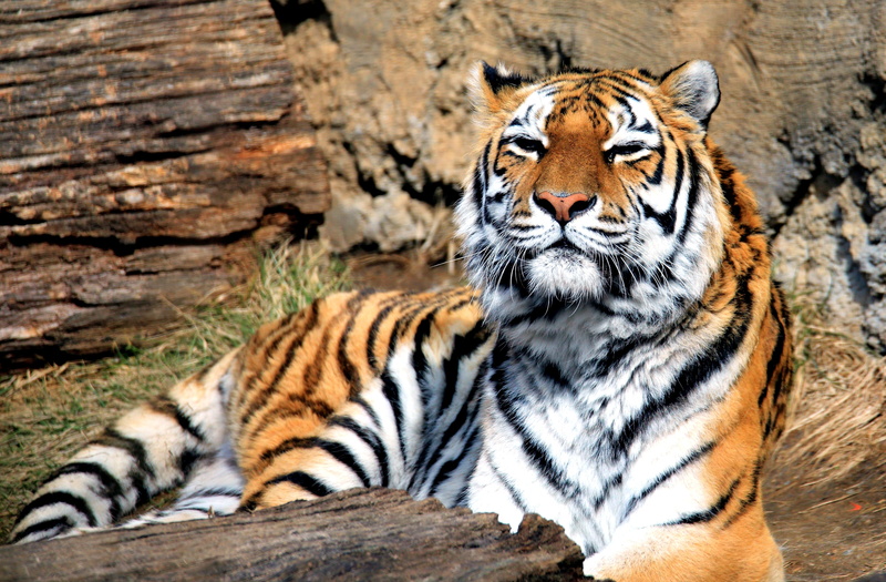 brown, mammal, 4K, black, beast, predator, big cat, Panthera tigris, tiger