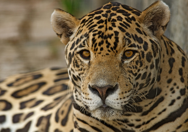 photo, mammal, exotic, brazilian, panthera, hunter, dangerous, animal body part, animals in the wild, leopard, jaguar, focus on foreground, feline, whisker
