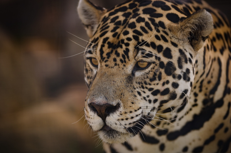 undomesticated cat, looking away, cat, jaguar, animal themes, feline, big cat, 4K, panthera onca, animal body part, animal, eyes, animal eye, spotted