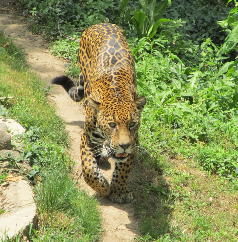 animal markings, whisker, undomesticated cat, panthera onca, outdoors, leopard, one animal, hunter, pets, nature, cheetah, no people, feline, big cat, land